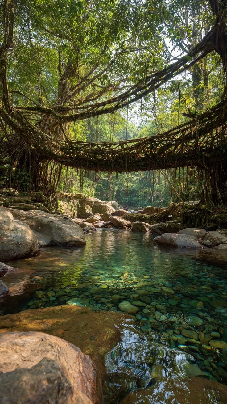 Living root bridge over a clear stream, Meghalaya