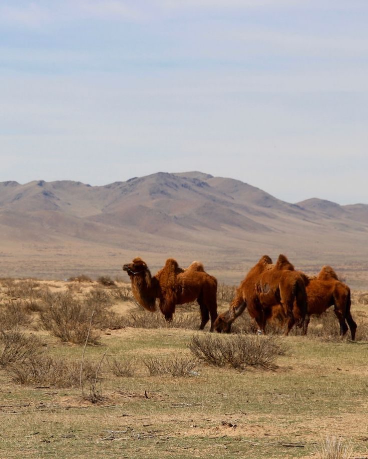Bactrian camels on the Mongolian steppe