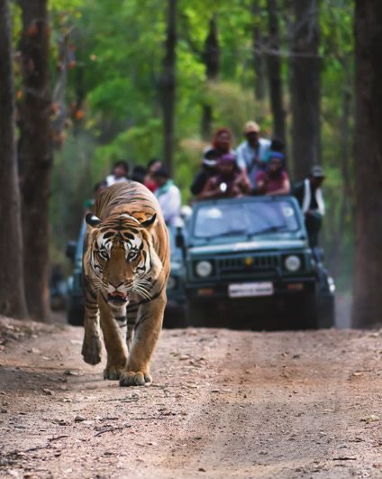 Tiger walking ahead of a safari jeep, Madhya Pradesh